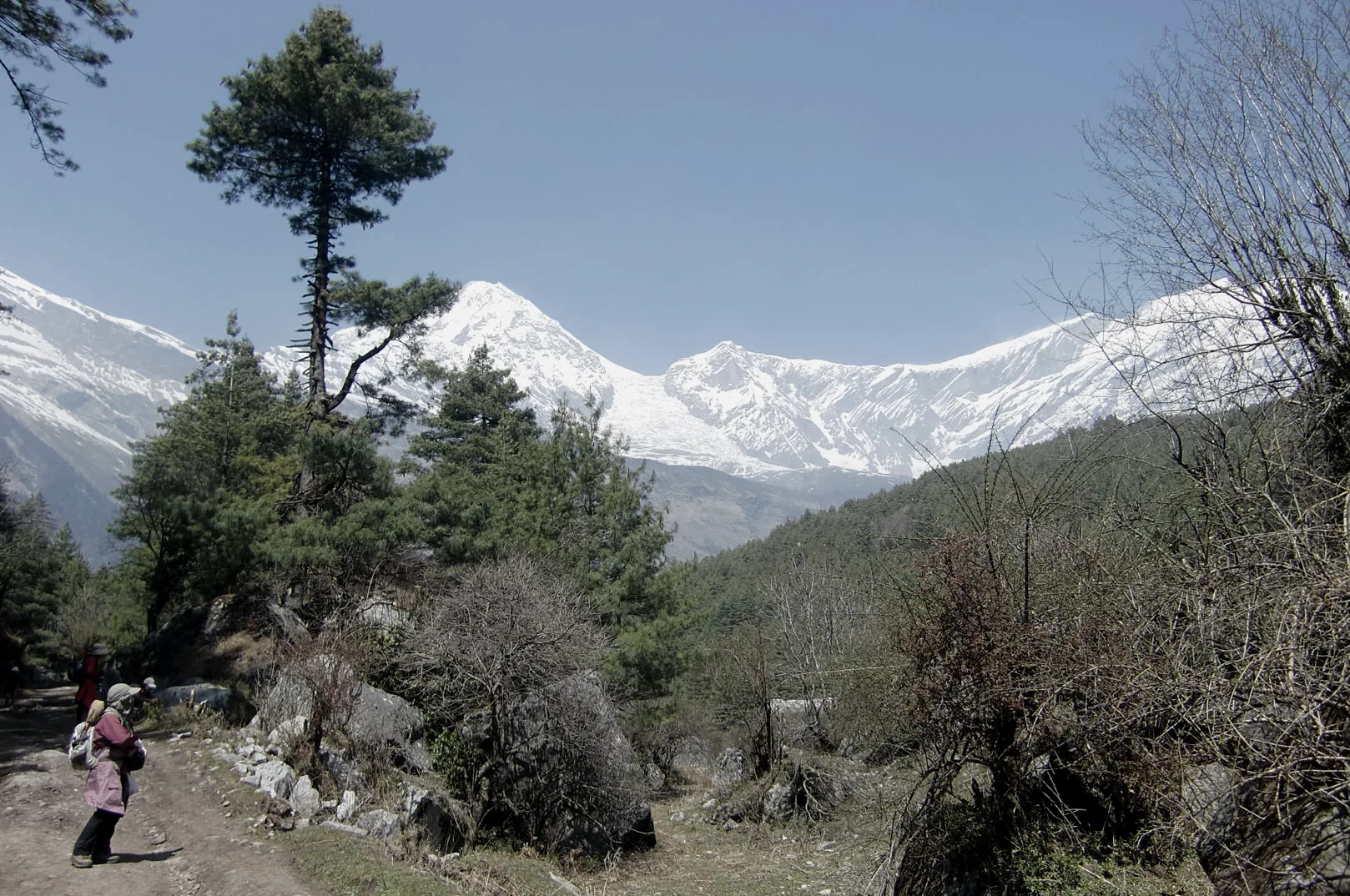 A walker on a dirt trail among pines and bare trees, with snow-covered peaks under a clear sky beyond