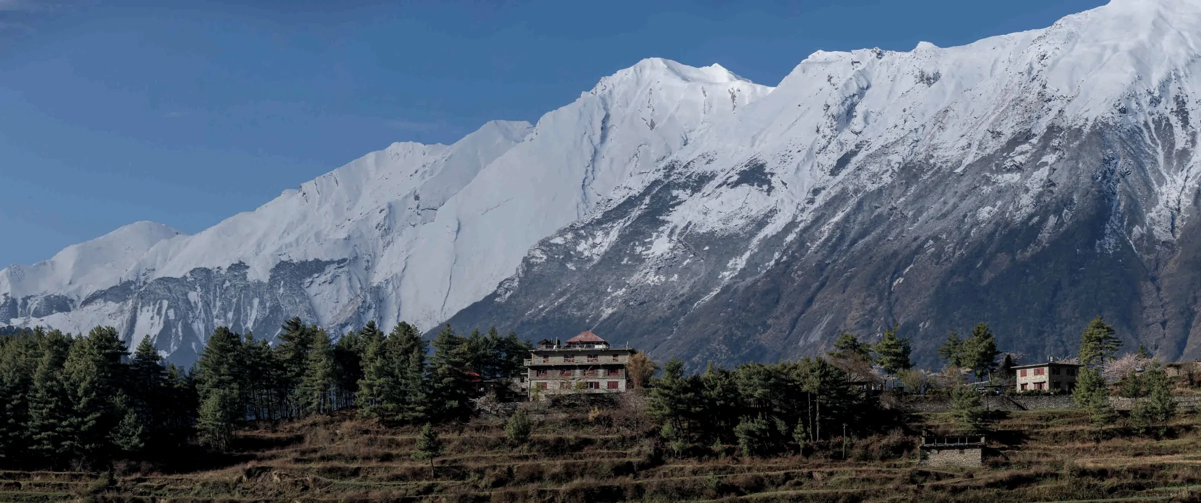 Lodge Thasang Village among pines on terraced slopes, beneath a long snow-covered ridge under a clear blue sky
